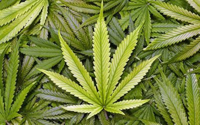 Public to have say about pot