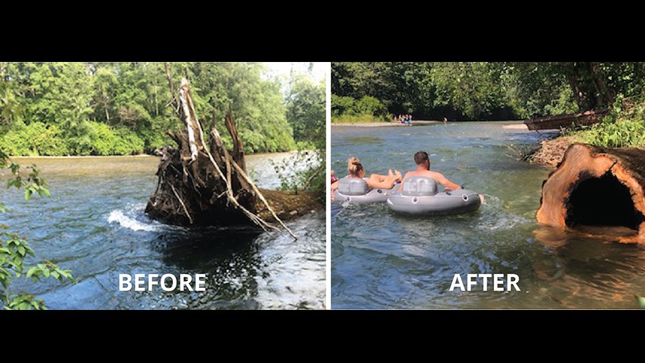 Dangerous Tree removed from Puntledge River
